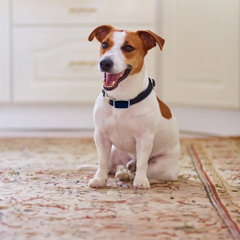 G12 Smart GPS Pet Tracker: Mini, Wasserdicht & Anti-Verlust Halsband für Hunde & Katzen