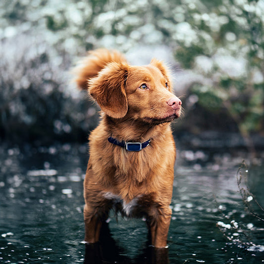 G12 Smart GPS Pet Tracker: Mini, Wasserdicht & Anti-Verlust Halsband für Hunde & Katzen